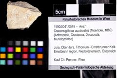 Foto (Objket + Etiketten) von Cracensigillatus acutirostris (Moericke, 1889) 